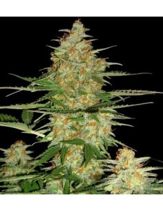 60 Day Wonder Auto - DNA Genetics femminizzati DNA Genetics €32,00