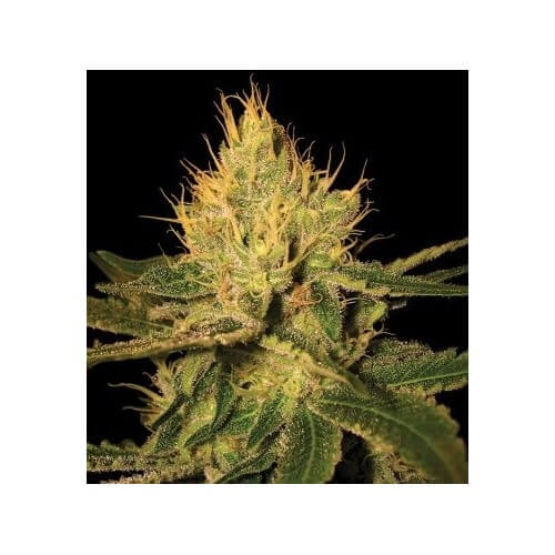 Cannalope Haze - DNA Genetics femminizzati DNA Genetics €40,00