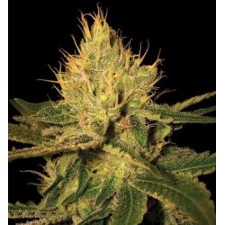 Cannalope Haze - DNA Genetics femminizzati DNA Genetics €40,00 Cannalope Haze - DNA Genetics femminizzati DNA Genetics €40,00
