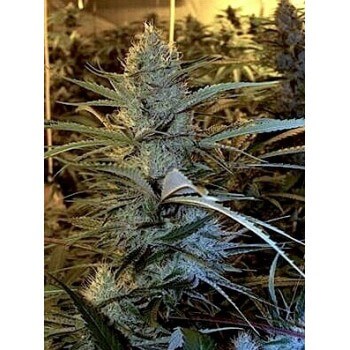 Cannalope Haze - DNA Genetics femminizzati DNA Genetics €40,00