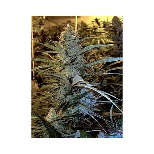 Cannalope Haze - DNA Genetics femminizzati DNA Genetics €40,00