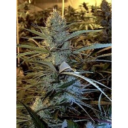 Cannalope Haze - DNA Genetics femminizzati DNA Genetics €40,00 Cannalope Haze - DNA Genetics femminizzati DNA Genetics €40,00