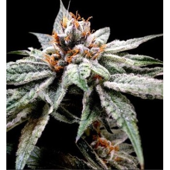 DJ's Gold - DNA Genetics femminizzati DNA Genetics €40,00