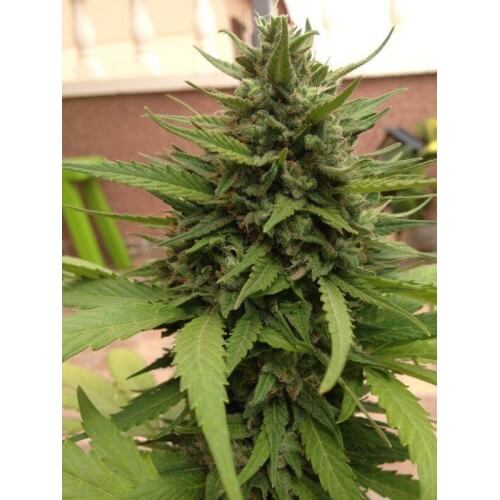 AutoBlueberry - Dutch Passion femminizzati Dutch Passion €29,95