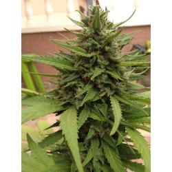 AutoBlueberry - Dutch Passion femminizzati Dutch Passion €29,95 AutoBlueberry - Dutch Passion femminizzati Dutch Passion €29,95