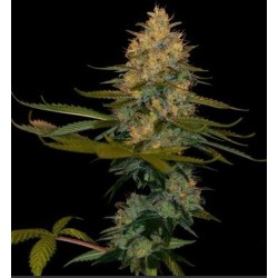 Exodus Kush - DNA Genetics femminizzati DNA Genetics €40,00