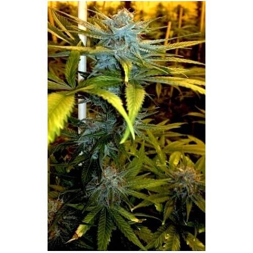 Exodus Kush - DNA Genetics femminizzati DNA Genetics €40,00
