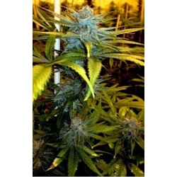 Exodus Kush - DNA Genetics femminizzati DNA Genetics €40,00