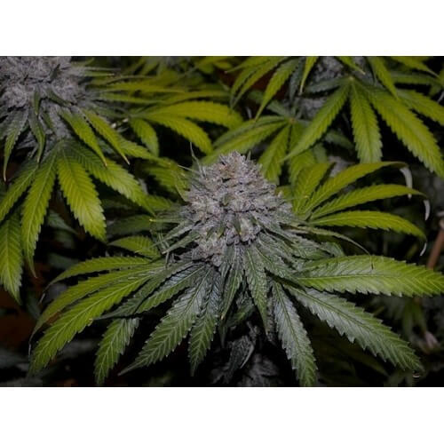 LA Confidential - DNA Genetics femminizzati DNA Genetics €35,00