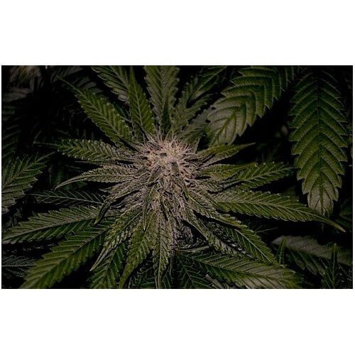 LA Confidential - DNA Genetics femminizzati DNA Genetics €35,00