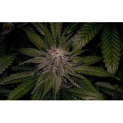 LA Confidential - DNA Genetics femminizzati DNA Genetics €35,00