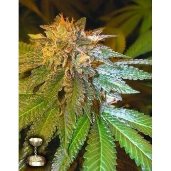 LA Confidential - DNA Genetics femminizzati DNA Genetics €35,00