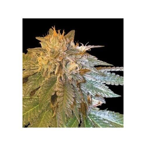 LA Confidential - DNA Genetics femminizzati DNA Genetics €35,00