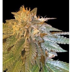 LA Confidential - DNA Genetics femminizzati DNA Genetics €35,00