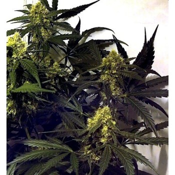 Chocolope - DNA Genetics femminizzati DNA Genetics €35,00 2