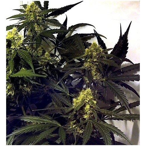 Chocolope - DNA Genetics femminizzati DNA Genetics €35,00