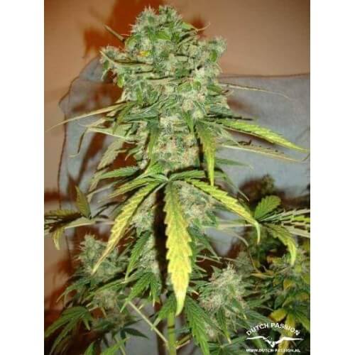 AutoBlueberry - Dutch Passion femminizzati Dutch Passion €29,95