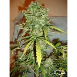 AutoBlueberry - Dutch Passion femminizzati Dutch Passion €29,95 AutoBlueberry - Dutch Passion femminizzati Dutch Passion €29,95