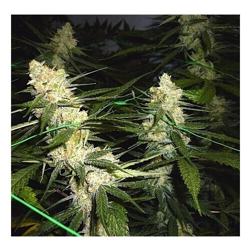 Chocolope - DNA Genetics femminizzati DNA Genetics €35,00