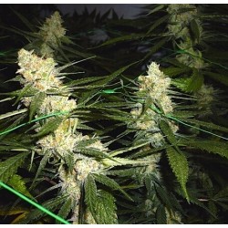 Chocolope - DNA Genetics femminizzati DNA Genetics €35,00 Chocolope - DNA Genetics femminizzati DNA Genetics €35,00