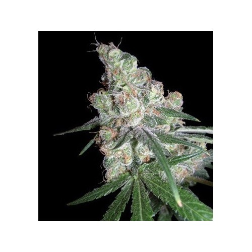 Chocolope - DNA Genetics femminizzati DNA Genetics €35,00