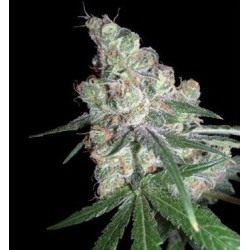 Chocolope - DNA Genetics femminizzati DNA Genetics €35,00 Chocolope - DNA Genetics femminizzati DNA Genetics €35,00