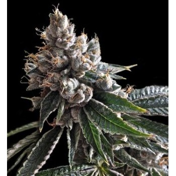 Golden Lemons - DNA Genetics femminizzati DNA Genetics €40,00