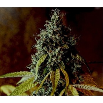 Holy Grail Kush - DNA Genetics femminizzati DNA Genetics €40,00 2