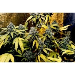Holy Grail Kush - DNA Genetics femminizzati DNA Genetics €40,00