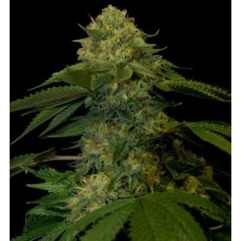 Holy Grail Kush - DNA Genetics femminizzati DNA Genetics €40,00