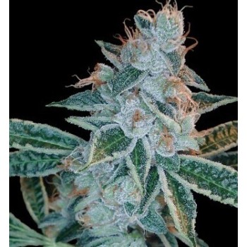Lemon OG Kush - DNA Genetics femminizzati DNA Genetics €35,00