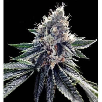 Sour Kosher - DNA Genetics femminizzati DNA Genetics €40,00