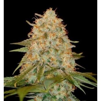 LA Chocolat - DNA Genetics femminizzati DNA Genetics €40,00