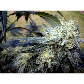 Chocolope Kush - DNA Genetics femminizzati DNA Genetics €40,00 2