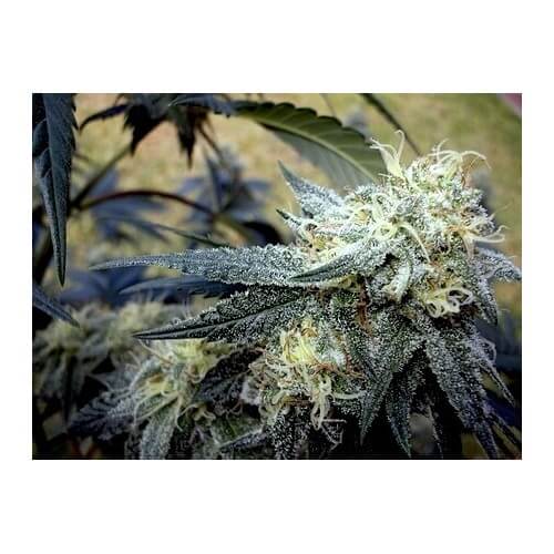 Chocolope Kush - DNA Genetics femminizzati DNA Genetics €40,00
