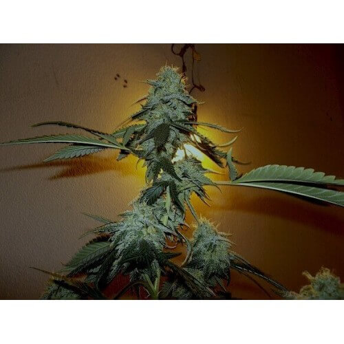 Chocolope Kush - DNA Genetics femminizzati DNA Genetics €40,00