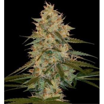 Chocolope Kush - DNA Genetics femminizzati DNA Genetics €40,00