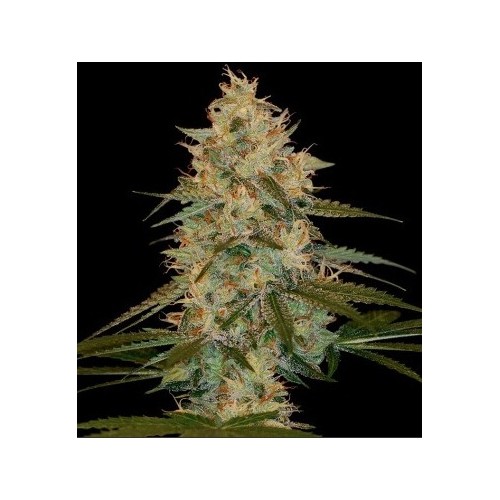 Chocolope Kush - DNA Genetics femminizzati DNA Genetics €40,00