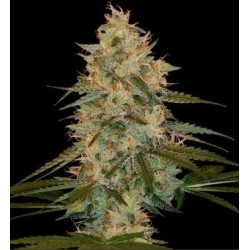 Chocolope Kush - DNA Genetics femminizzati DNA Genetics €40,00