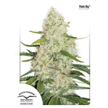 Think Big Auto - Duth Passion femminizzati Dutch Passion €29,95