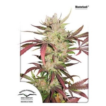 Masterkush - Dutch Passion femminizzati Dutch Passion €24,00