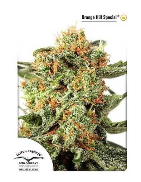 Orange Hill Special - Dutch Passion femminizzati Dutch Passion €27,00