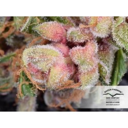 AutoFrisian Dew - Dutch Passion femminizzati Dutch Passion €29,00