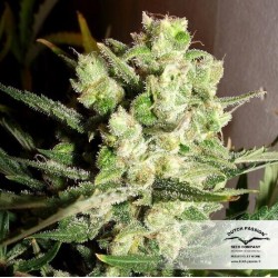 AutoWhite Widow - Dutch Passion femminizzati Dutch Passion €29,95