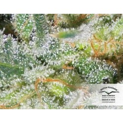 AutoWhite Widow - Dutch Passion femminizzati Dutch Passion €29,95