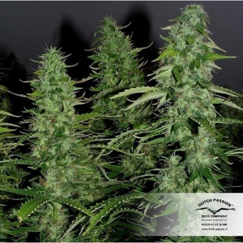 AutoWhite Widow - Dutch Passion femminizzati Dutch Passion €29,95