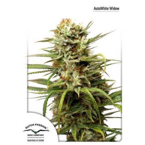 AutoWhite Widow - Dutch Passion femminizzati Dutch Passion €29,95