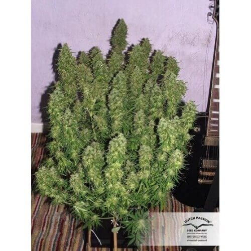 Blue AutoMazar - Dutch Passion femminizzati Dutch Passion €29,95