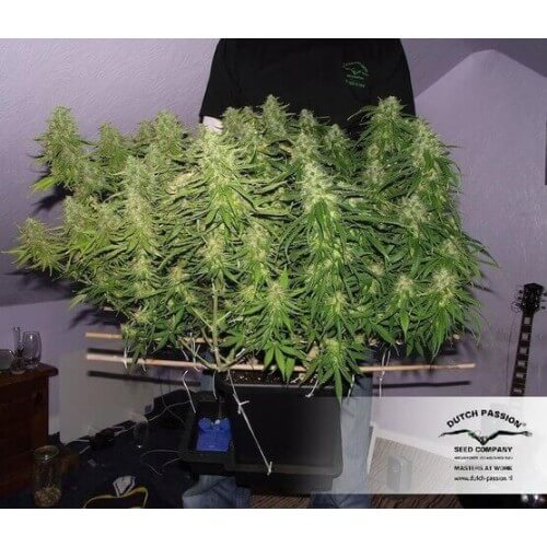 Blue AutoMazar - Dutch Passion femminizzati Dutch Passion €29,95