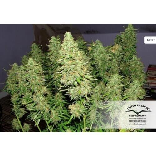 Blue AutoMazar - Dutch Passion femminizzati Dutch Passion €29,95